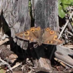 Junonia villida (Meadow Argus) at Dryandra St Woodland - 2 Oct 2020 by ConBoekel