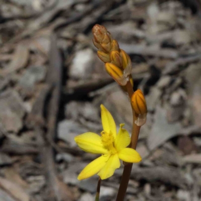 Bulbine bulbosa (Golden Lily) at O'Connor, ACT - 2 Oct 2020 by ConBoekel