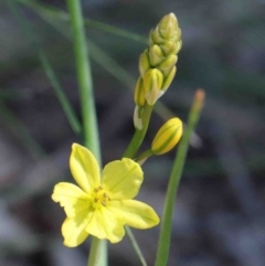 Bulbine bulbosa (Golden Lily) at Dryandra St Woodland - 2 Oct 2020 by ConBoekel