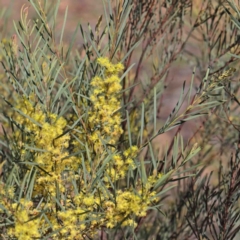 Acacia boormanii (Snowy River Wattle) at Dryandra St Woodland - 2 Oct 2020 by ConBoekel