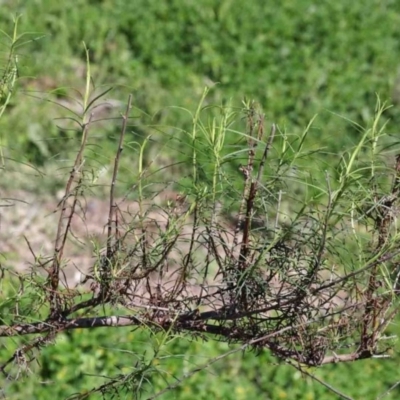 Cassinia quinquefaria (Rosemary Cassinia) at Dryandra St Woodland - 2 Oct 2020 by ConBoekel