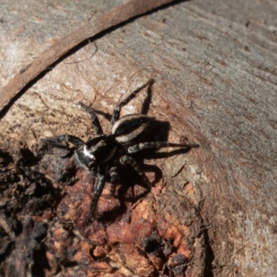 Jotus frosti (Frost's jumping spider) at Cotter River, ACT - 4 Oct 2020 by rawshorty