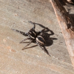 Jotus frosti at Cotter River, ACT - 4 Oct 2020 11:24 AM