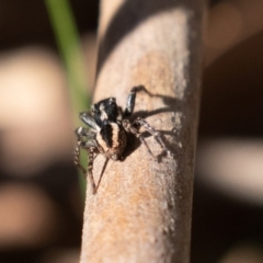 Jotus frosti at Cotter River, ACT - 4 Oct 2020 11:24 AM