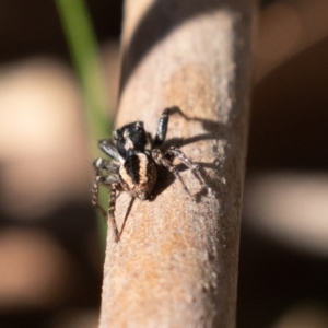 Jotus frosti at Cotter River, ACT - 4 Oct 2020 11:24 AM