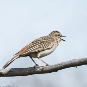 Cincloramphus mathewsi at Macgregor, ACT - 5 Oct 2020