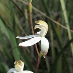 Caladenia moschata (Musky Caps) at Aranda, ACT - 5 Oct 2020 by CathB