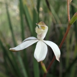 Caladenia moschata at Aranda, ACT - suppressed