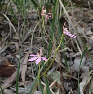 Caladenia carnea at Point 49 - 5 Oct 2020