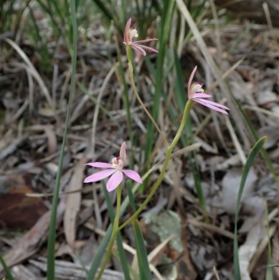 Caladenia carnea (Pink Fingers) at Aranda, ACT - 5 Oct 2020 by CathB