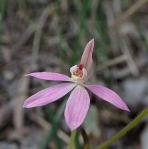 Caladenia carnea at Point 49 - 5 Oct 2020