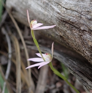 Caladenia carnea at Point 49 - 5 Oct 2020