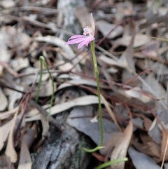 Caladenia carnea at Point 49 - 5 Oct 2020