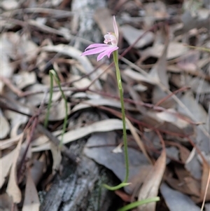 Caladenia carnea at Point 49 - 5 Oct 2020