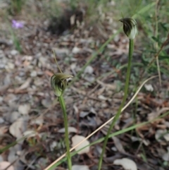 Pterostylis pedunculata (Maroonhood) at Aranda, ACT - 5 Oct 2020 by CathB