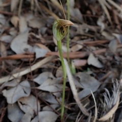 Pterostylis pedunculata at Point 49 - suppressed