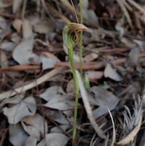 Pterostylis pedunculata at Point 49 - 5 Oct 2020