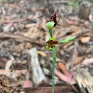 Calochilus paludosus at Woollamia, NSW - suppressed