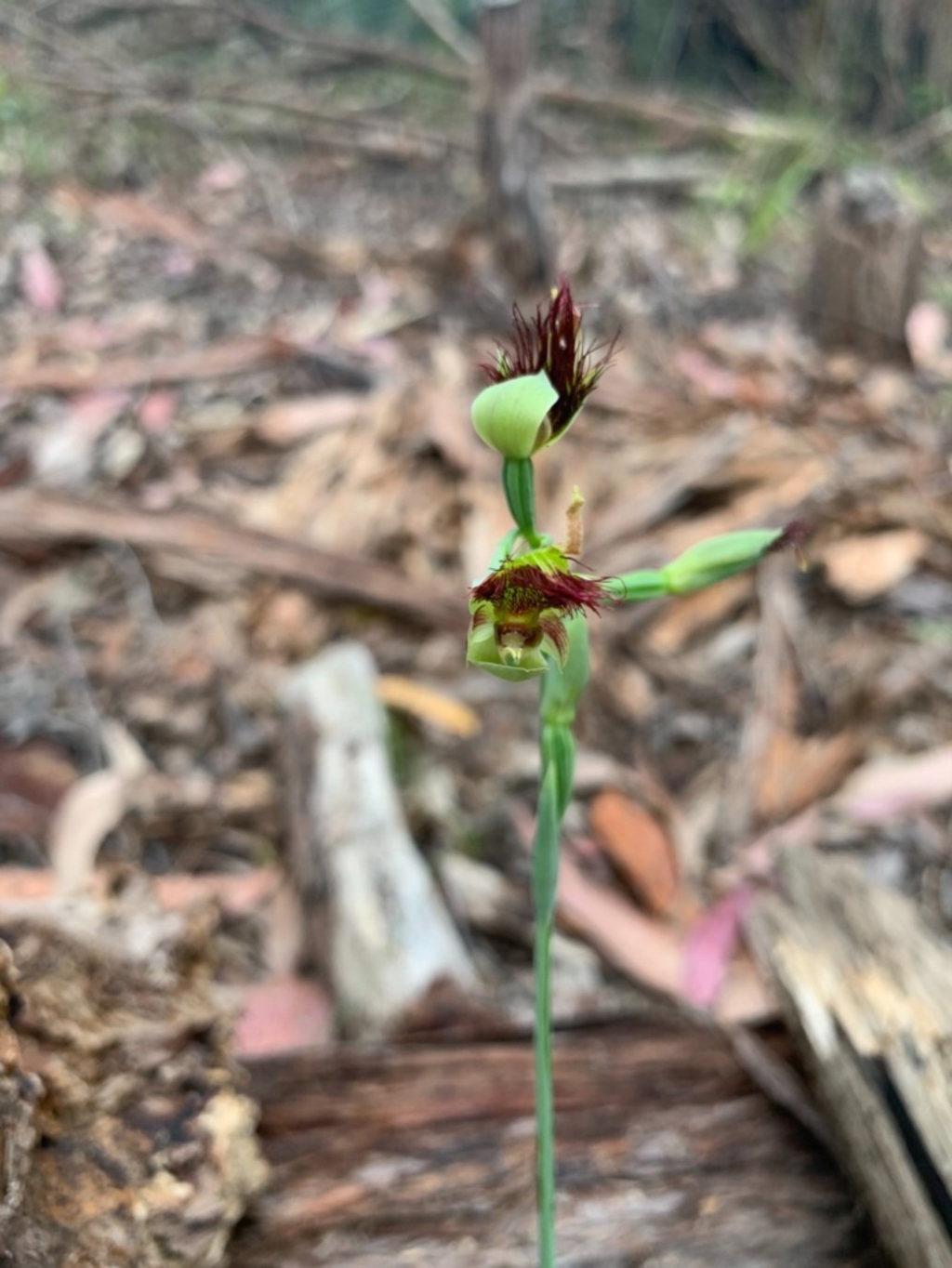 Calochilus paludosus at Woollamia, NSW - 5 Oct 2020