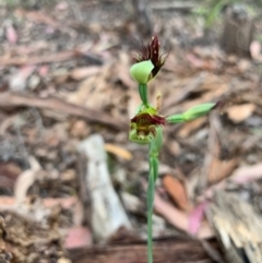 Calochilus paludosus (Strap beard orchid) at Woollamia, NSW - 5 Oct 2020 by AndrewB