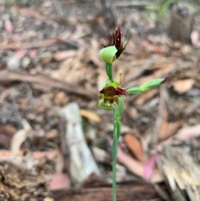 Calochilus paludosus (Strap Beard Orchid) at Woollamia, NSW - 5 Oct 2020 by AndrewB