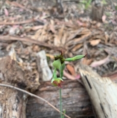 Calochilus paludosus at Woollamia, NSW - suppressed