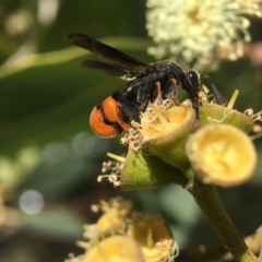Leucospis sp. (genus) (Leucospid wasp) at Acton, ACT - 1 Mar 2018 by PeterA