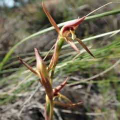 Lyperanthus suaveolens (Brown Beaks) at Black Mountain - 4 Oct 2020 by CathB