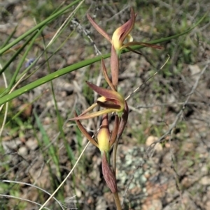 Lyperanthus suaveolens at Downer, ACT - 4 Oct 2020