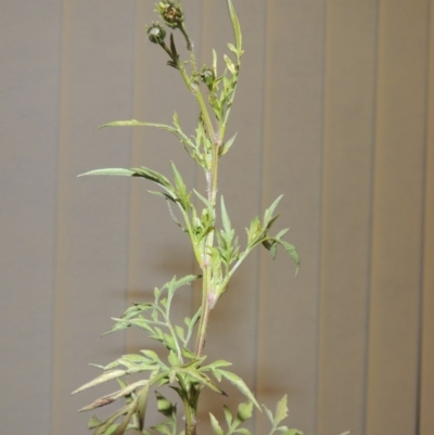 Bidens subalternans (Greater Beggars Ticks) at Kambah, ACT - 4 Jun 2020 by michaelb