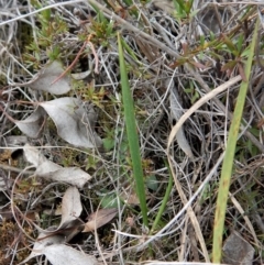 Lyperanthus suaveolens (Brown Beaks) at Downer, ACT - 8 Sep 2016 by CathB