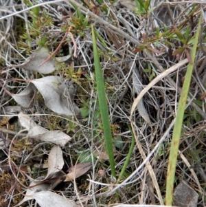 Lyperanthus suaveolens at Downer, ACT - suppressed