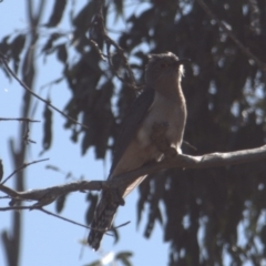 Cacomantis flabelliformis (Fan-tailed Cuckoo) at Tinderry Mountains - 4 Oct 2020 by markus