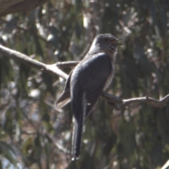 Cacomantis flabelliformis at Tinderry, NSW - 4 Oct 2020