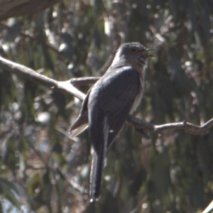 Cacomantis flabelliformis at Tinderry, NSW - 4 Oct 2020