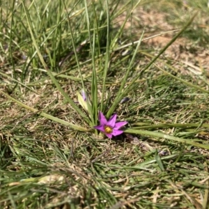 Romulea rosea var. australis at Majura, ACT - 16 Sep 2020