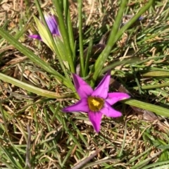 Romulea rosea var. australis at Majura, ACT - 16 Sep 2020