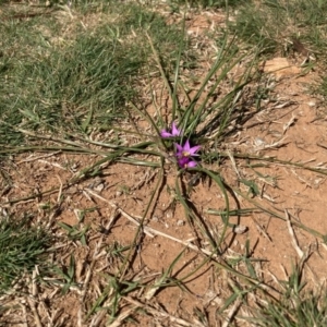 Romulea rosea var. australis at Majura, ACT - 16 Sep 2020