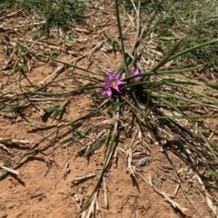 Romulea rosea var. australis at Majura, ACT - 16 Sep 2020