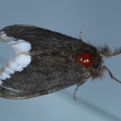 Euproctis limbalis (Bordered Browntail Moth) at Lilli Pilli, NSW - 5 Oct 2020 by jb2602