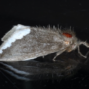 Euproctis limbalis at Lilli Pilli, NSW - 5 Oct 2020