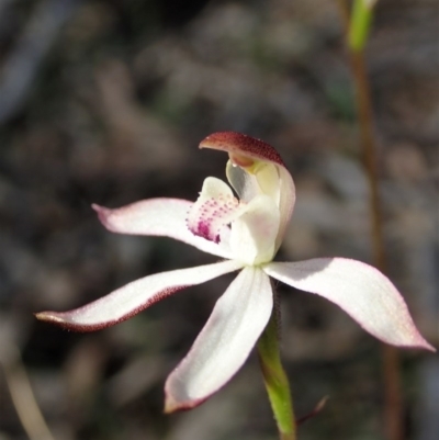 Caladenia moschata (Musky Caps) at Downer, ACT - 4 Oct 2020 by CathB