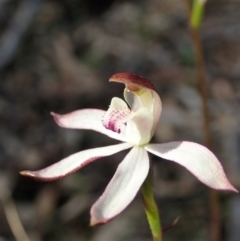 Caladenia moschata (Musky Caps) at Black Mountain - 4 Oct 2020 by CathB