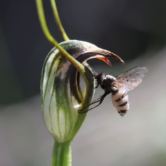 Entomophthora sp. (genus) (Puppeteer Fungus) at Hawker, ACT - 2 Oct 2020 by Helend