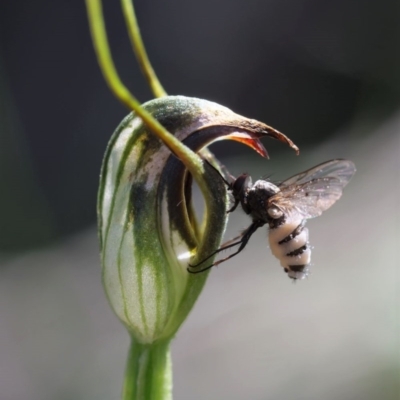 Entomophthora sp. (genus) (Puppeteer Fungus) at Hawker, ACT - 2 Oct 2020 by Helend