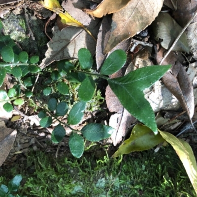 Arthropteris tenella (Climbing Fern) at Budderoo, NSW - 5 Oct 2020 by WattaWanderer