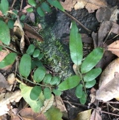 Arthropteris tenella at Budderoo, NSW - 5 Oct 2020