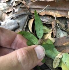 Arthropteris tenella at Budderoo, NSW - 5 Oct 2020