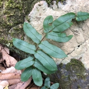 Blechnum wattsii at Budderoo National Park - 5 Oct 2020