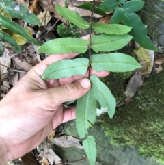 Blechnum wattsii at Budderoo National Park - 5 Oct 2020